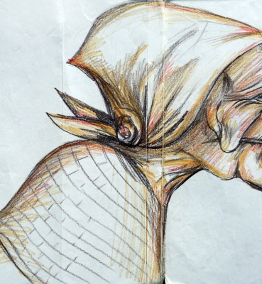 Folia do Homem Diabo (2005) 09