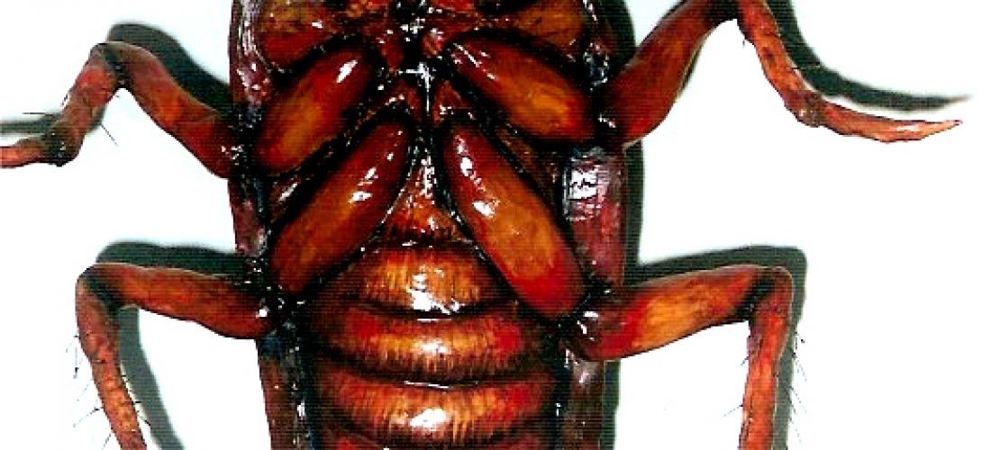 Gregor Sanza Barata (2003) 02